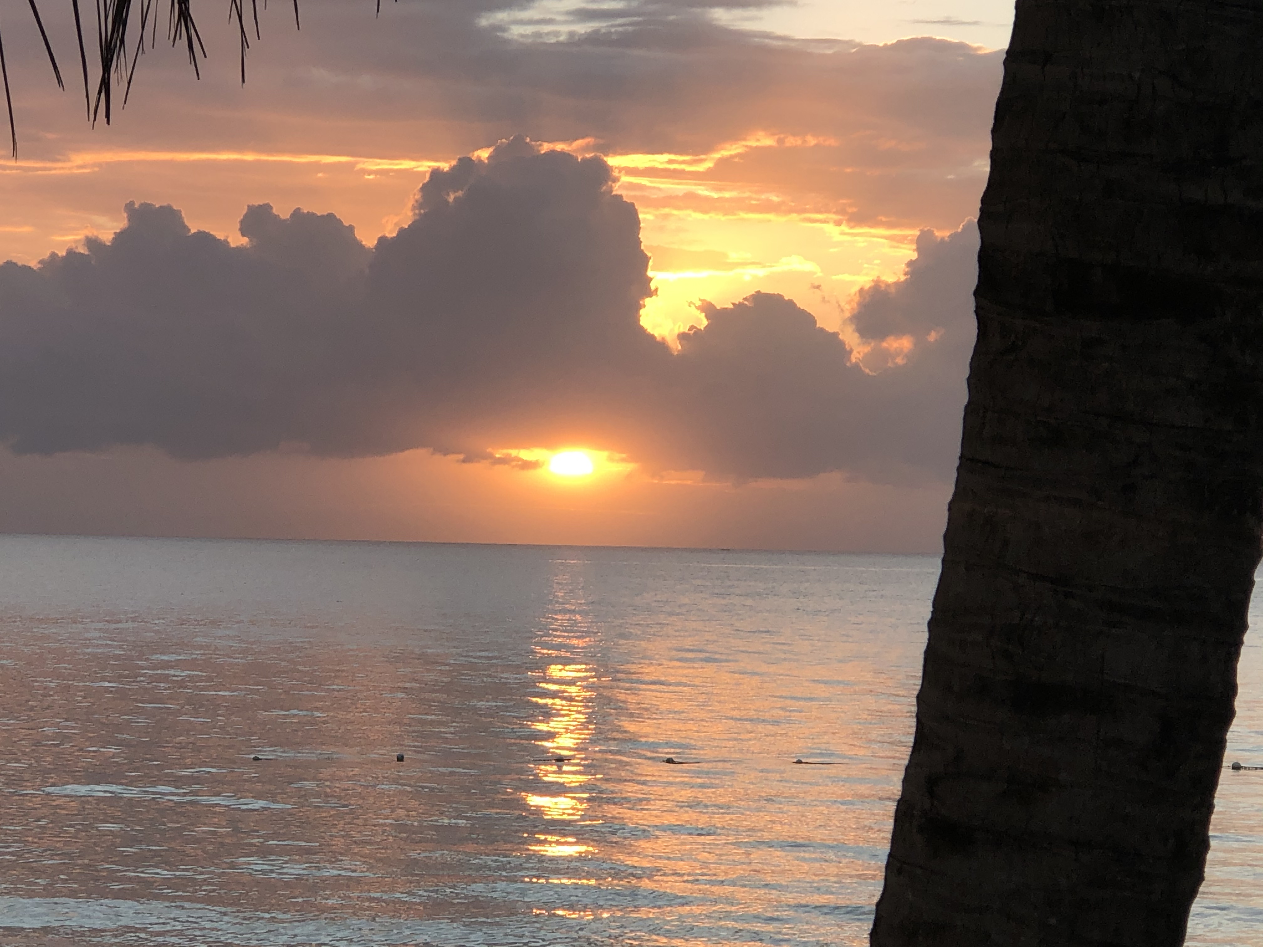 sunsettree sunsettree