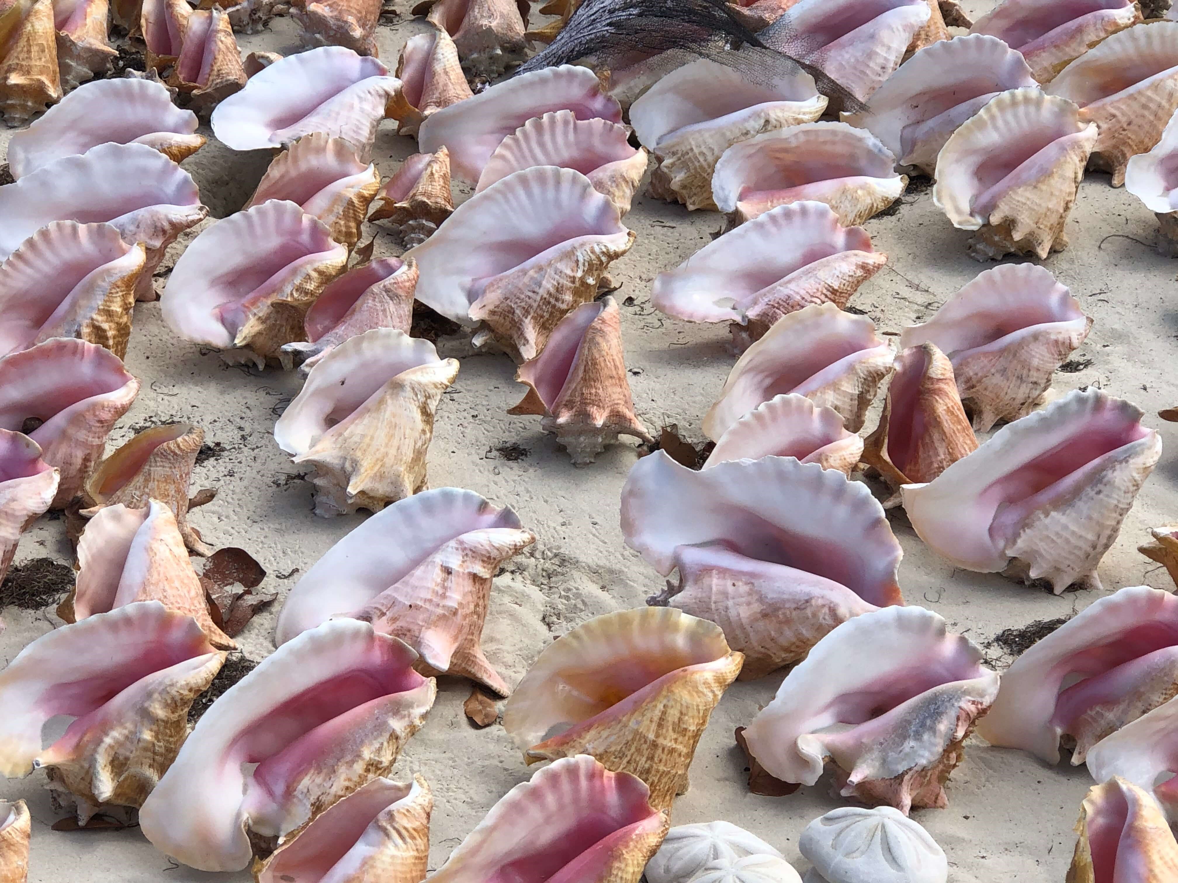 conchshells